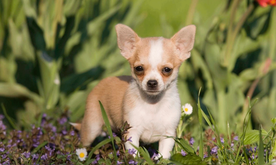 un buen perro para niños