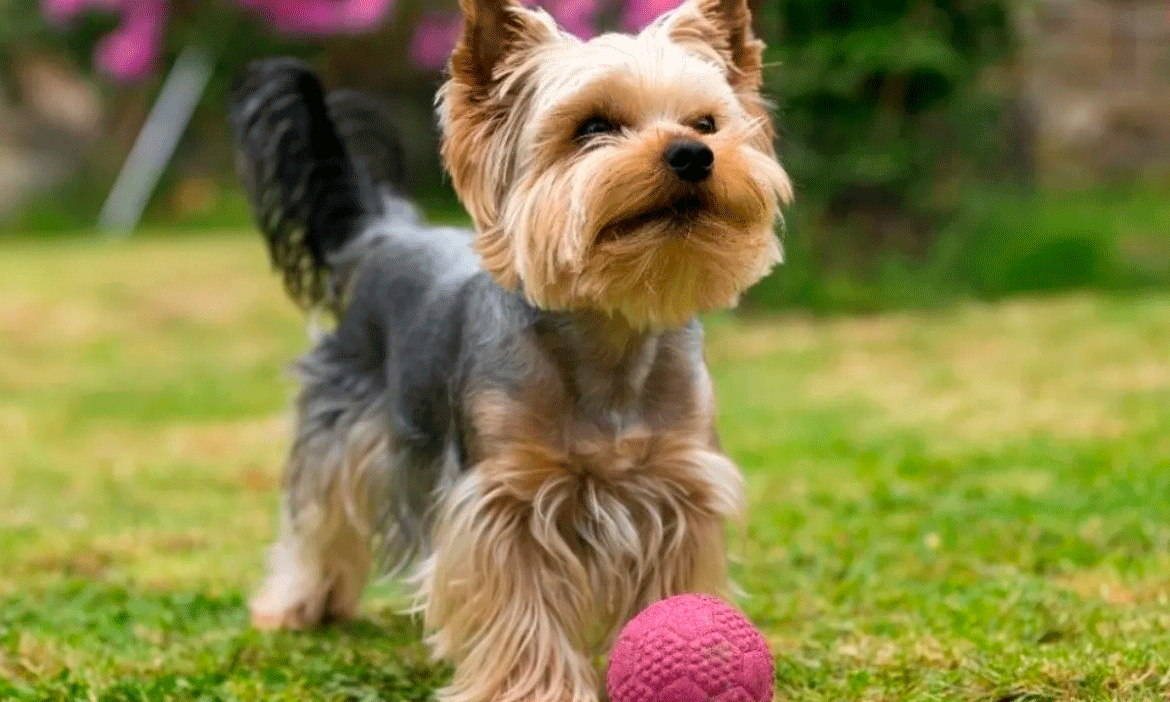 a que edad dejan de crecer los yorkshire terrier