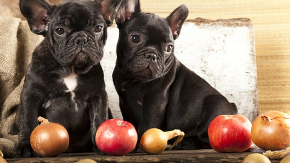 pueden los perros comer salsa de cebolla