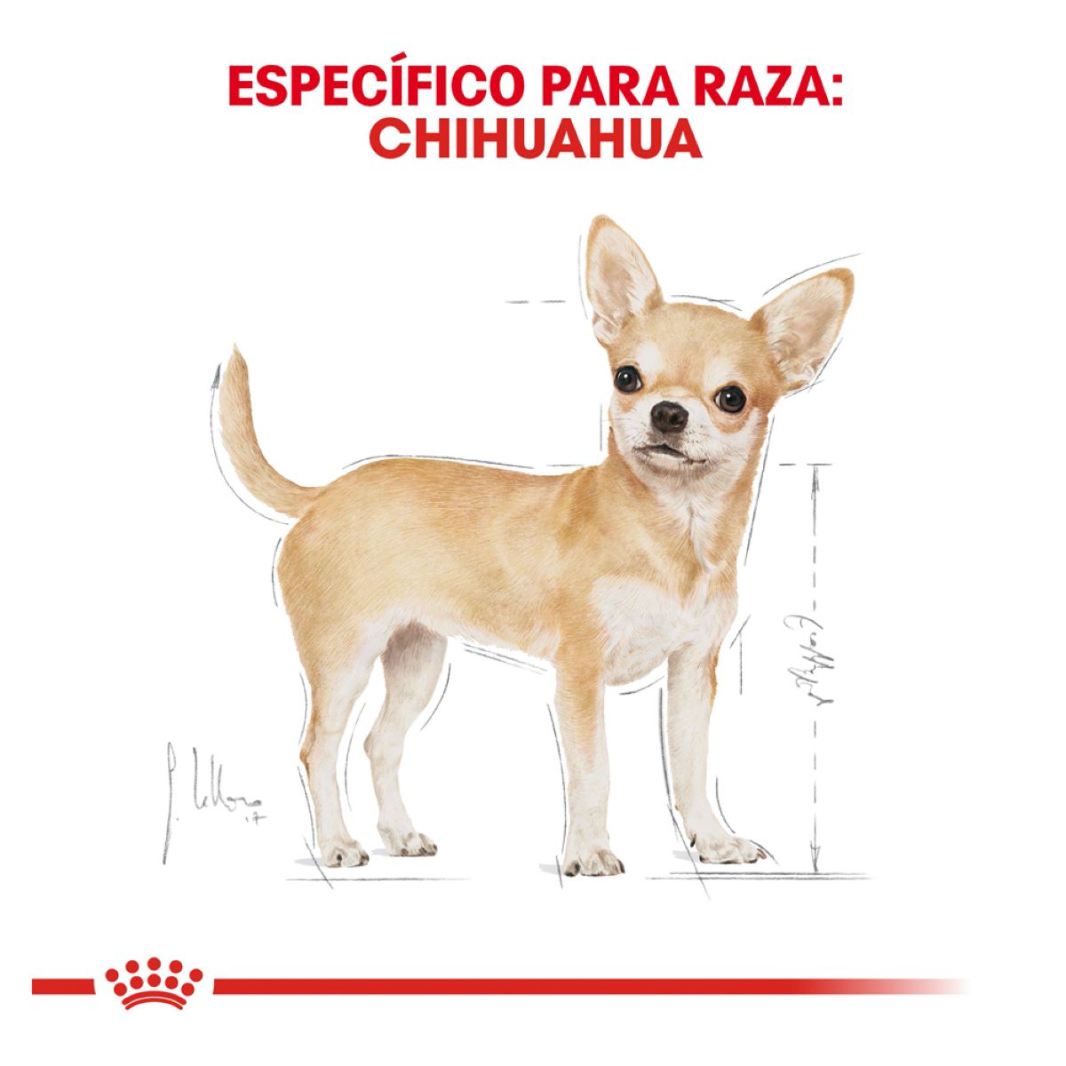 Royal Canin Chihuahua Adulto