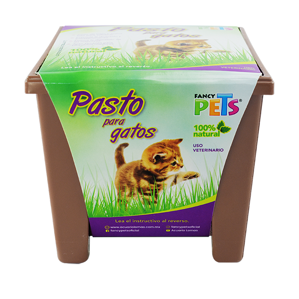 Pasto Para Gatos Fancy Pets