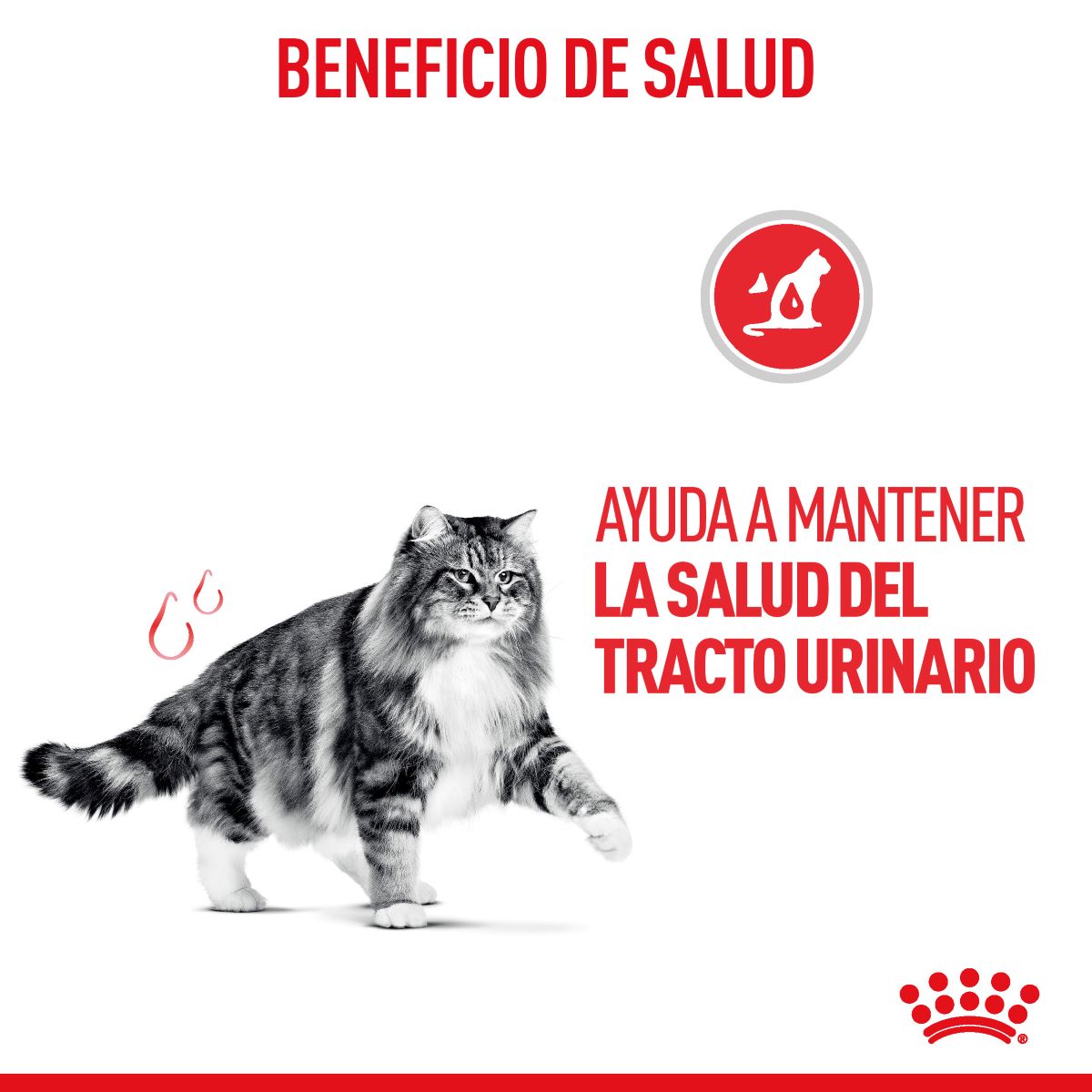 Royal Canin Urinary Care para Gato Kg - Alimento para Gato